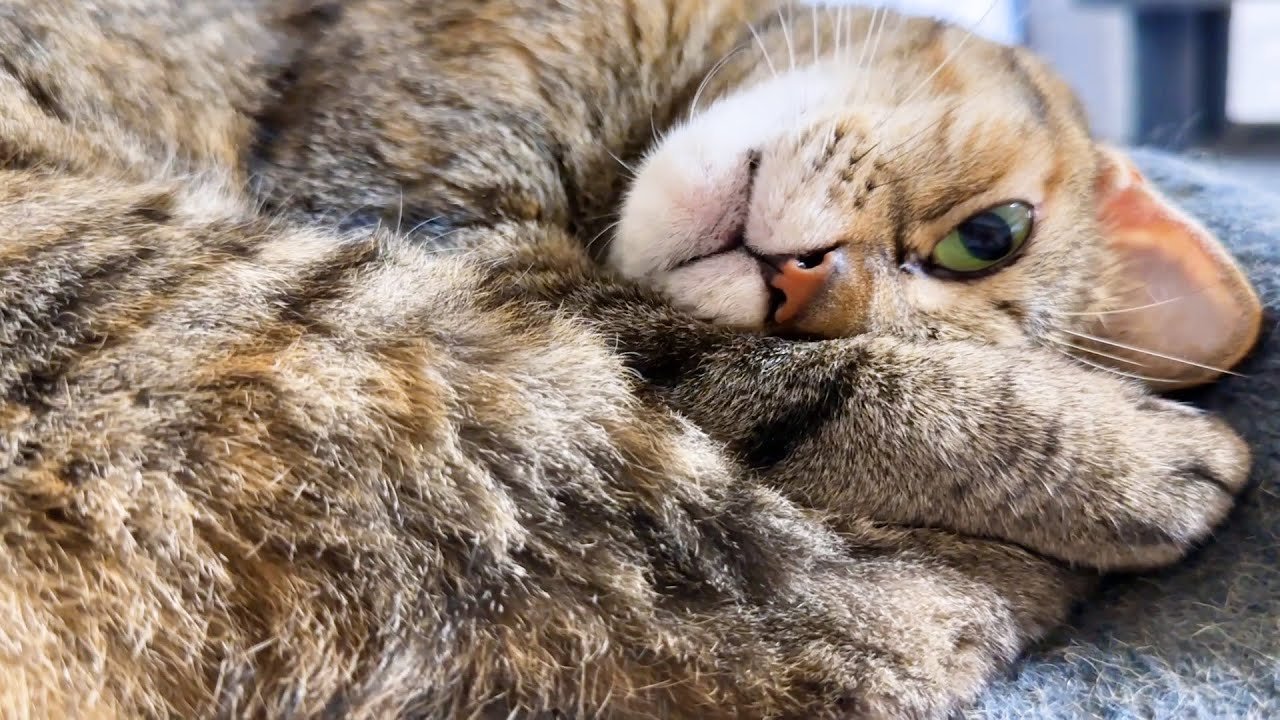 【8匹の猫の鳴き声】同じようで全く違う個性豊かな猫の鳴き声が可愛すぎました