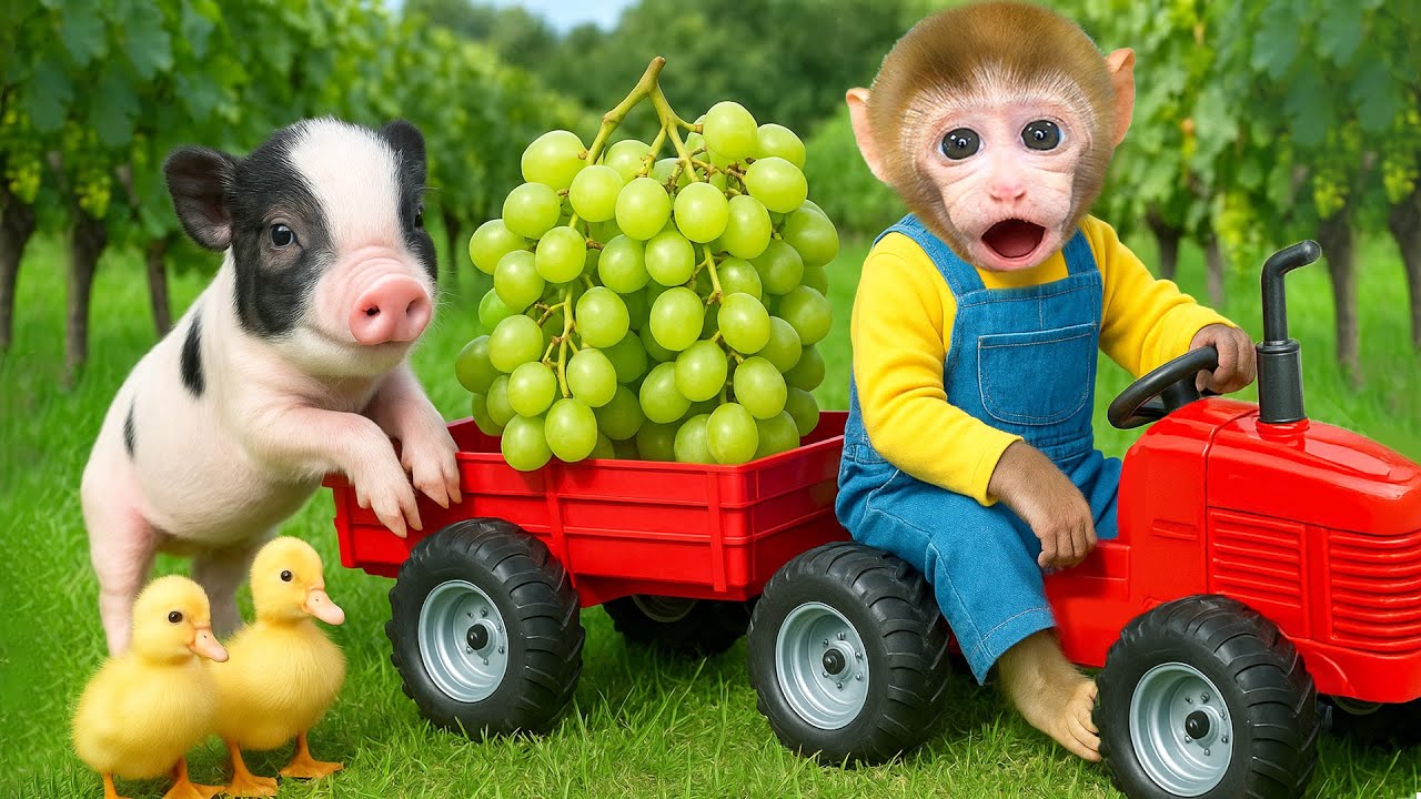 Mono BeBe conduce un tractor con el cerdito y el patito para cosechar uvas en el jardín! - MONO BEBE