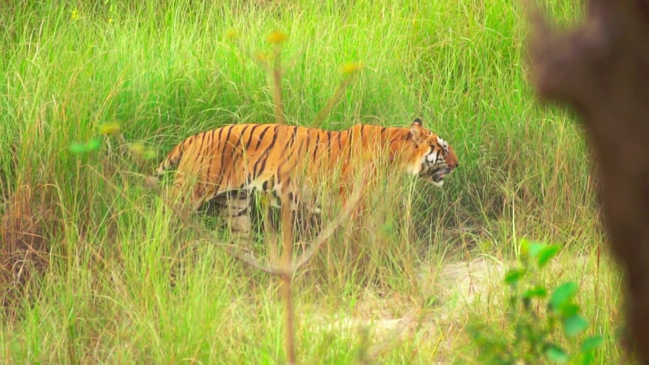 The Terai Arc Landscape (TAL)