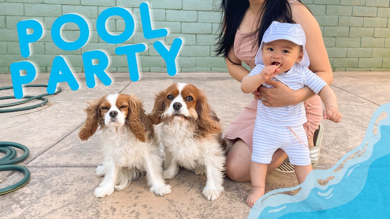 A DAY AT THE POOL WITH HERKY, MILTON AND OASIS // Cavalier King Charles Spaniel and baby