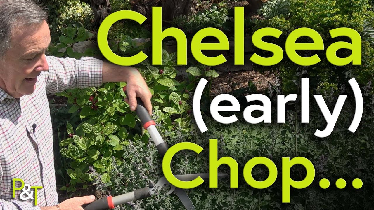 Time for an Early Chelsea Chop! - Pots & Trowels