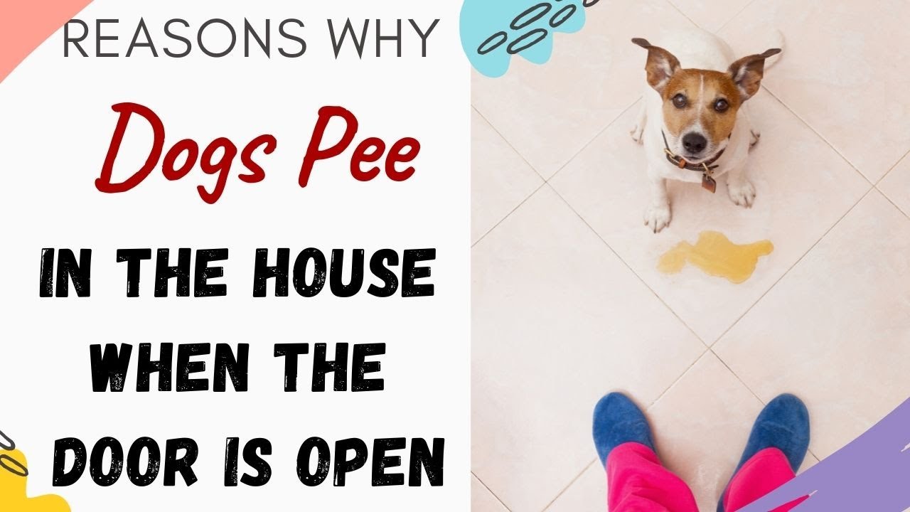 Why Is My Dog Peeing in the House When the Door Is Open