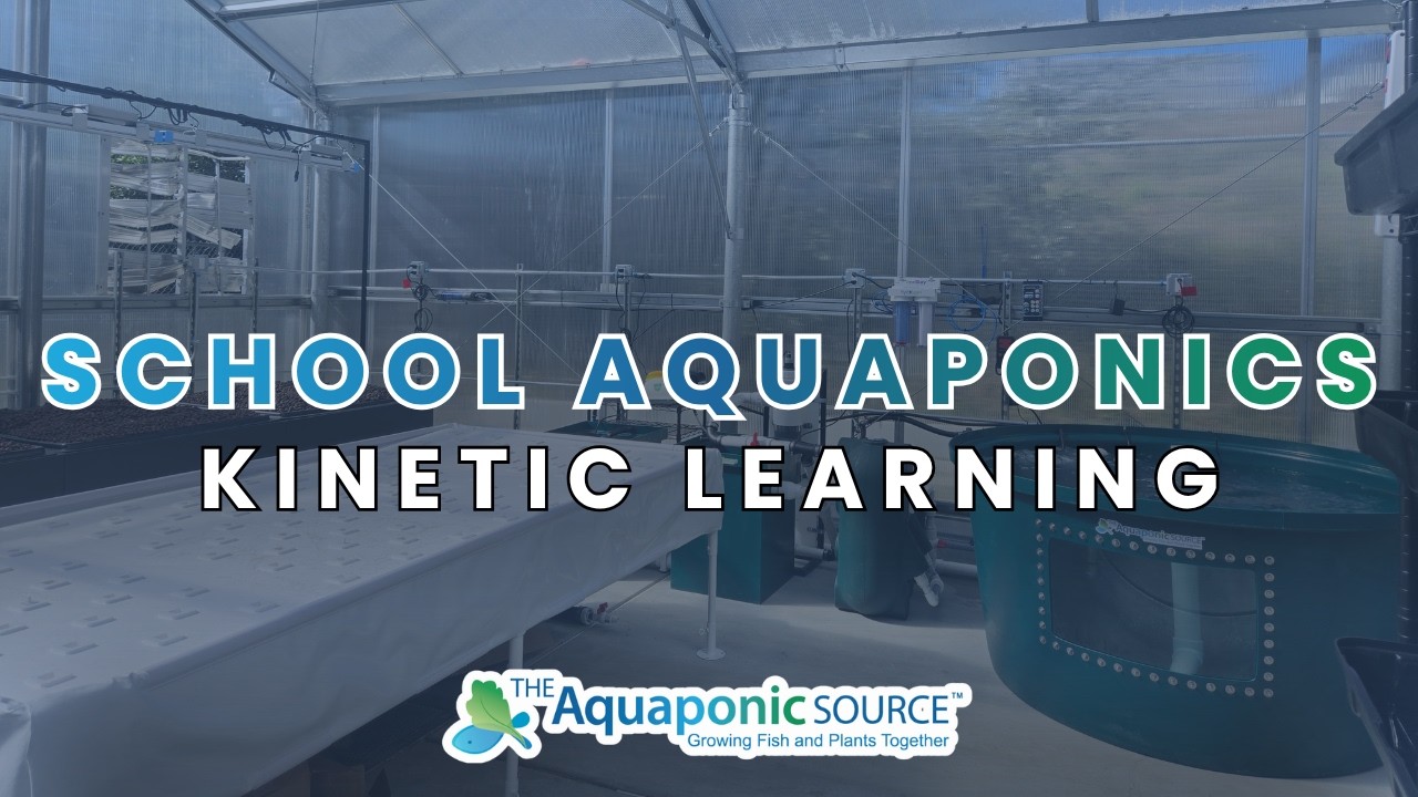 Aquaponics in Schools Explained: Benefits, Education, and Sustainability