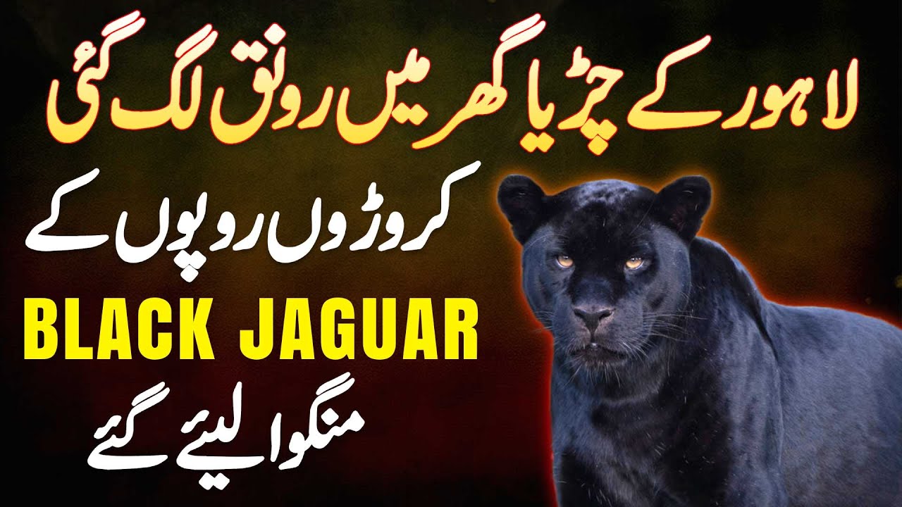 Lahore Ke Zoo Me Raunaq Lag Gai - Karoron Rupees Ke Black Jaguar Mangwa Liye Gaye