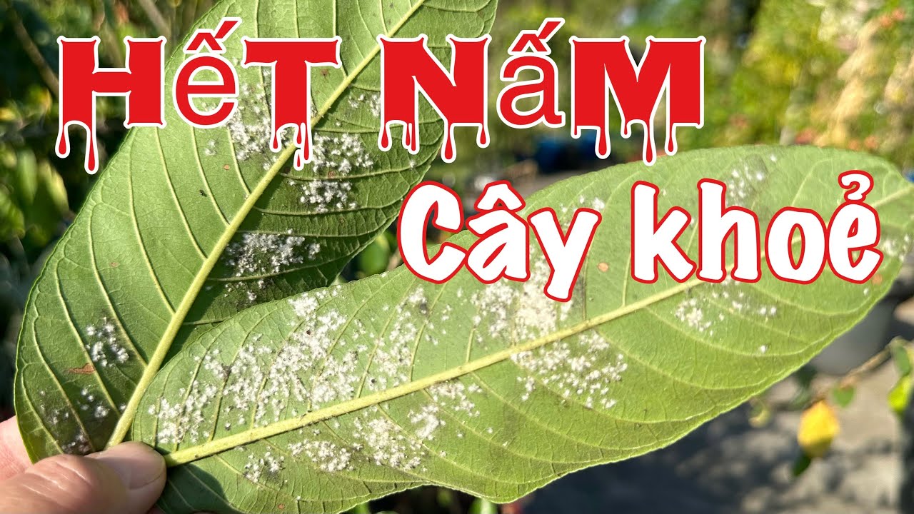 Nguyên nhân và cách trị phấn trắng nấm trên cây ổi, cây ăn trái, dưa leo | Powdery Mildew Treatment
