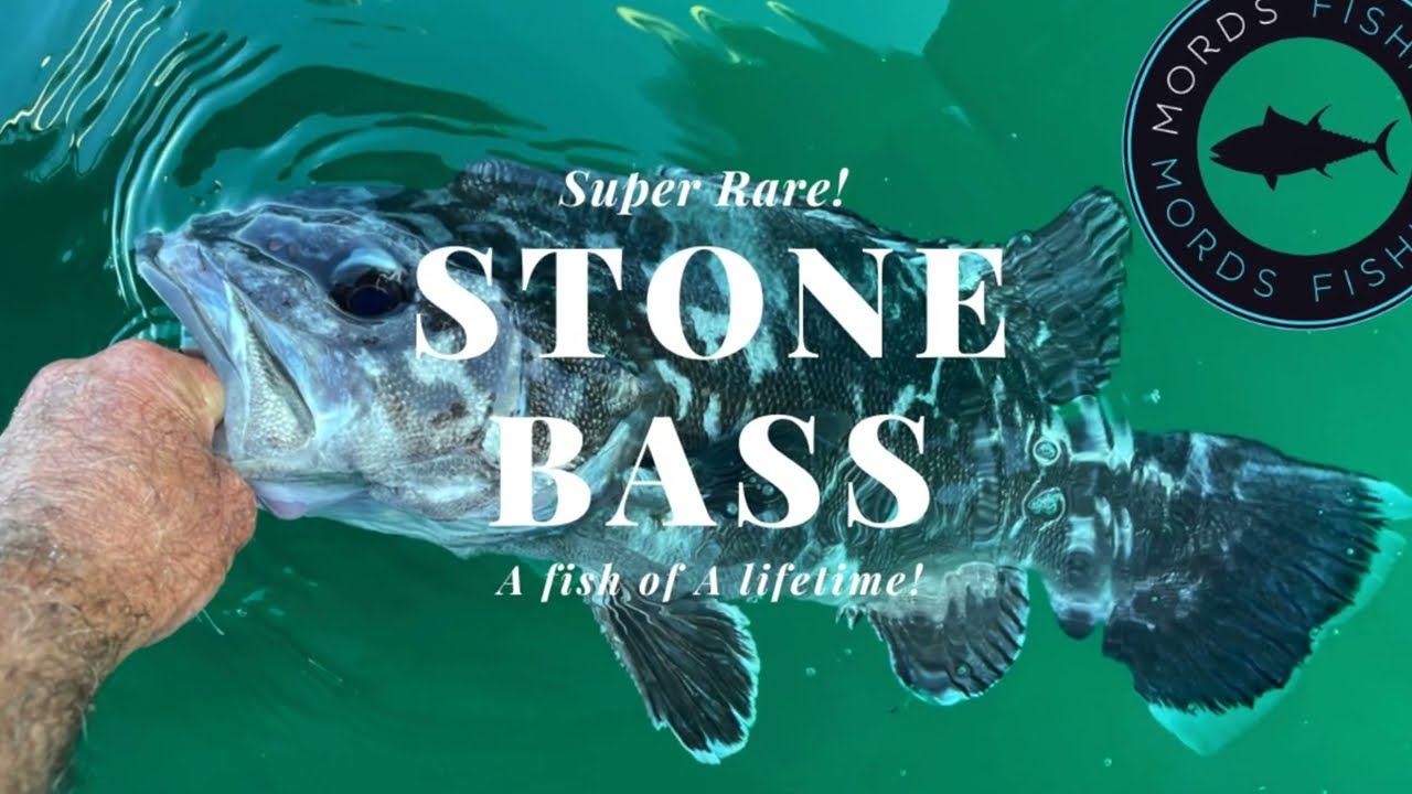FISHING FOR BIG STONE BASS - Mords Fishing - a fish of a lifetime