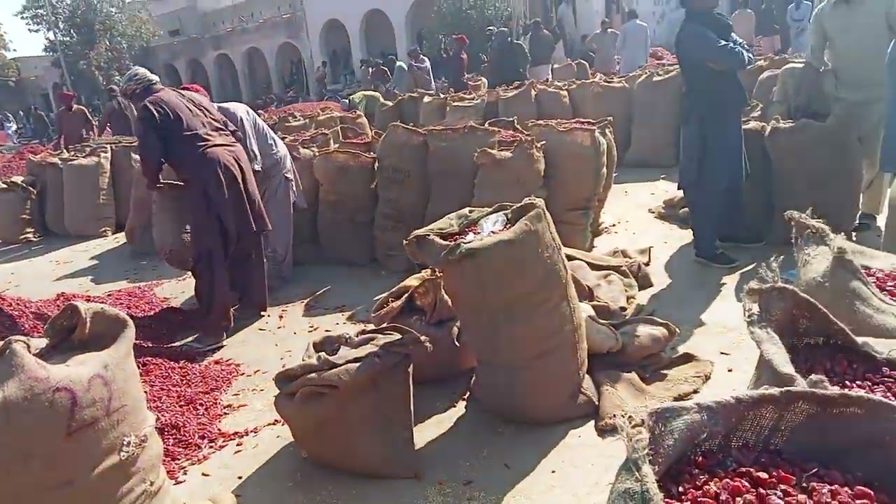 Asia ki SAB se bardi Mitch Mandi | red chili 🌶️ market in kunri umarkot Sindh 