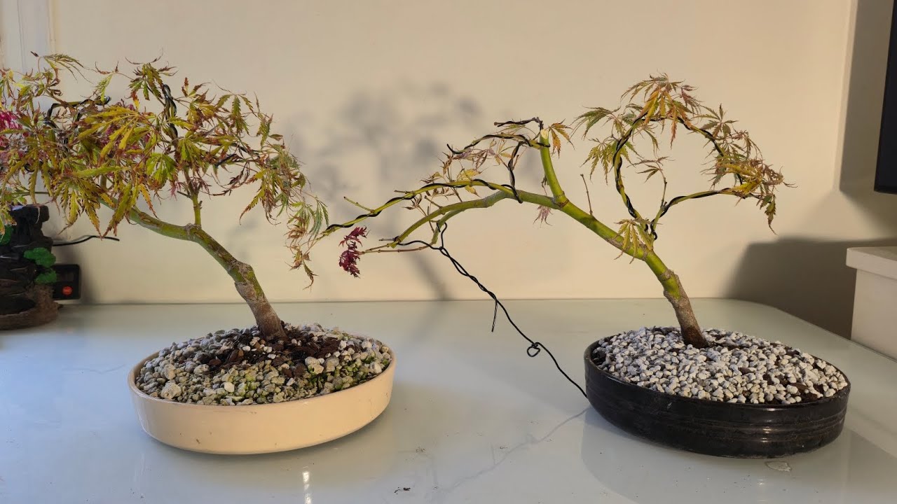 Dissectum maple