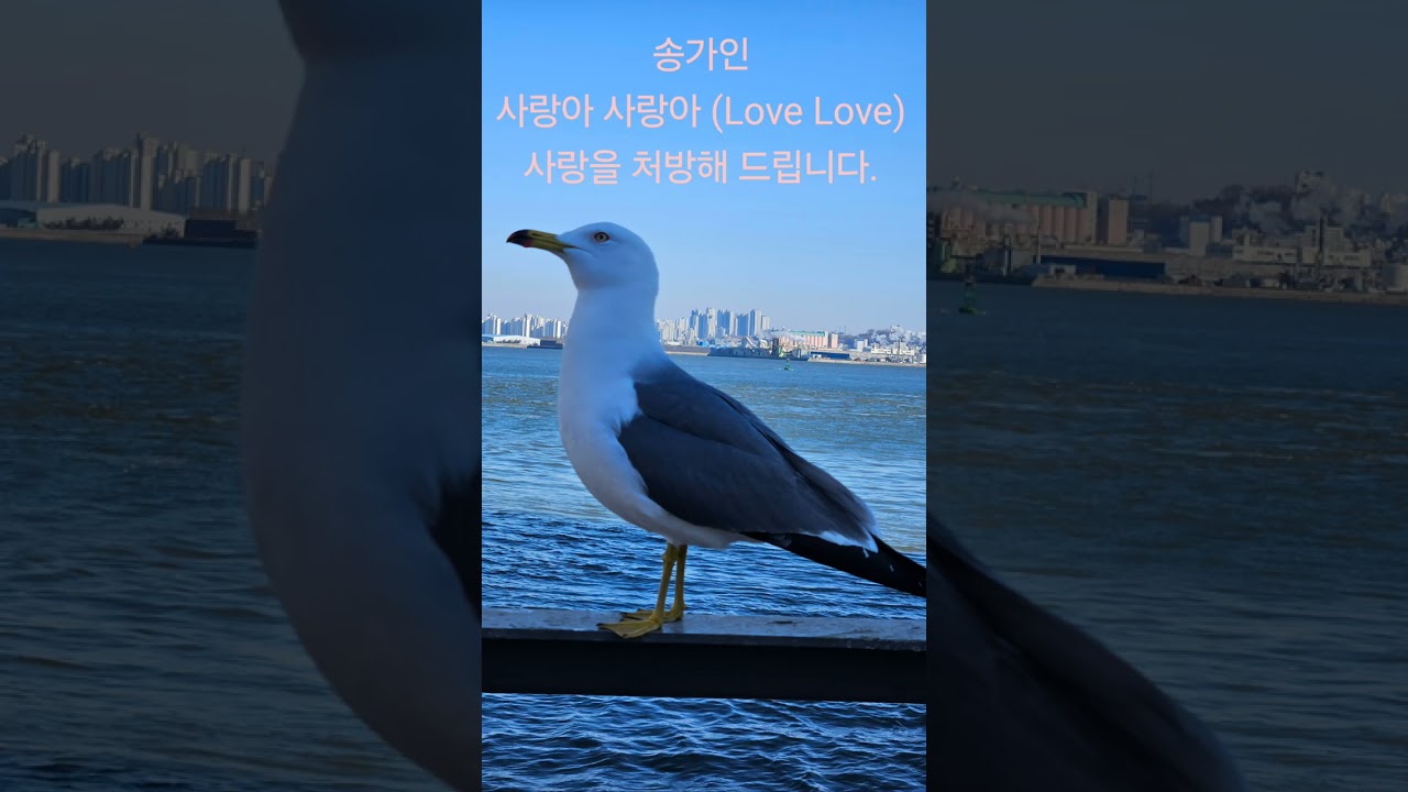 #송가인 #사랑아사랑아 #사랑을처방해드립니다. 사랑이 필요하시면 김순영라인댄스 오세요~♡♡♡