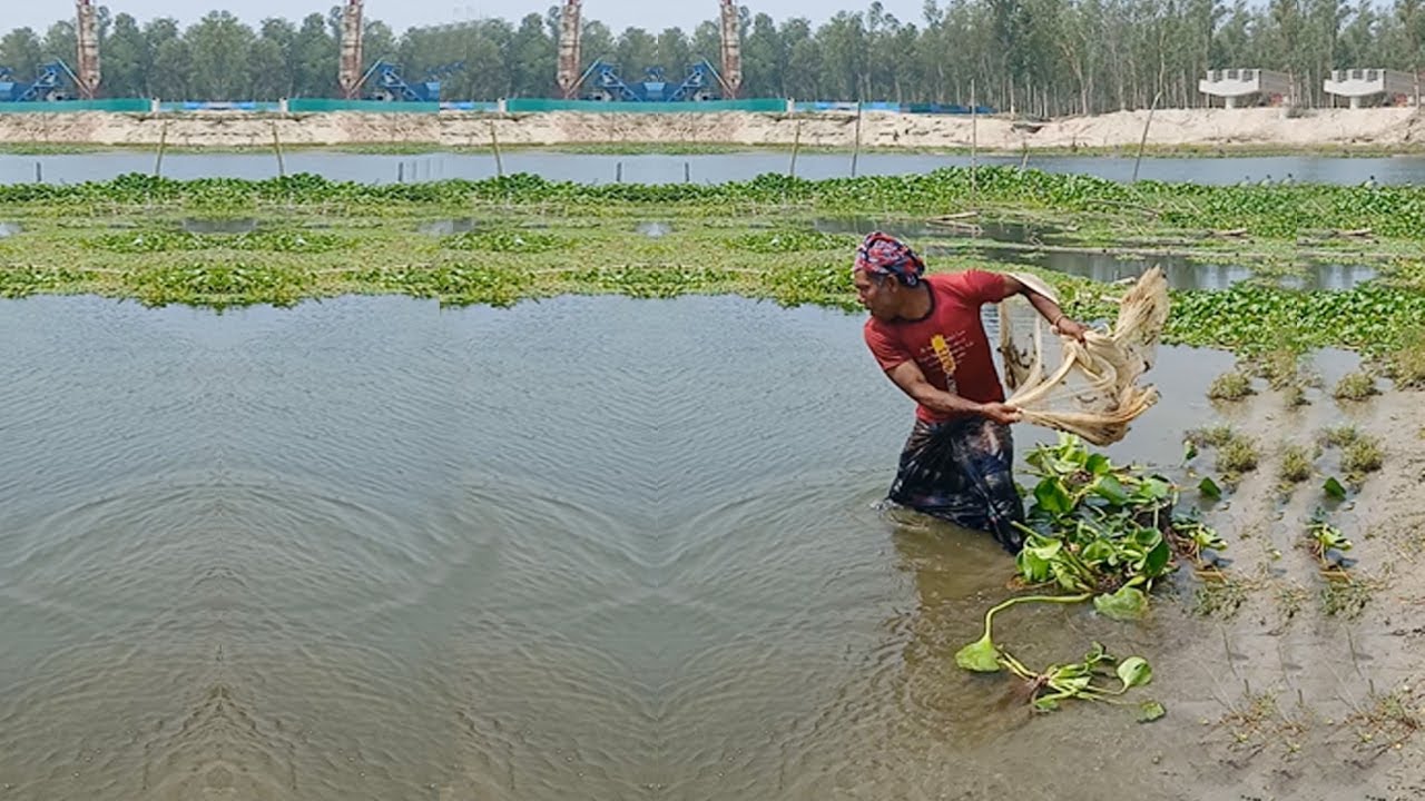 Amazing Cast Net Fishing Video - Unique Fishing Video - Traditional Village Fishing Video
