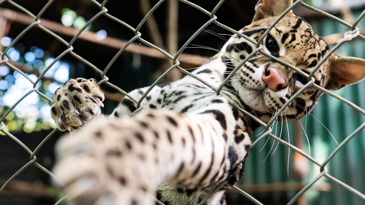 🤯 LO QUE NO SABÍAS DE LOS ZOOLÓGICOS (⮕ Nos metemos a un refugio de animales salvajes!!)