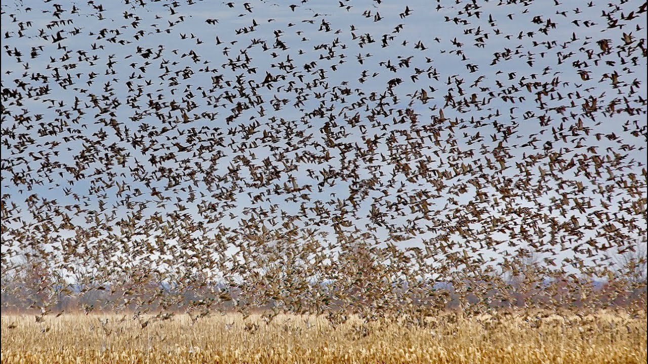 HABITAT FLATS: Best Duck Hunting in the U.S.