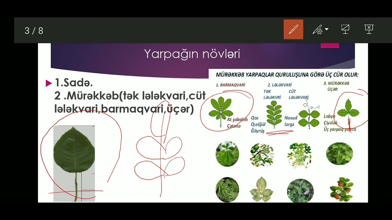 Vegetativ orqanlar.                    Yarpaq.Dərs izahı