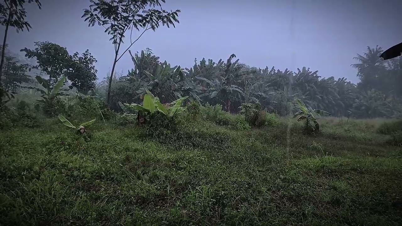Rain Sounds in the Green Forest - Nature Ambience for Sleep & Study 