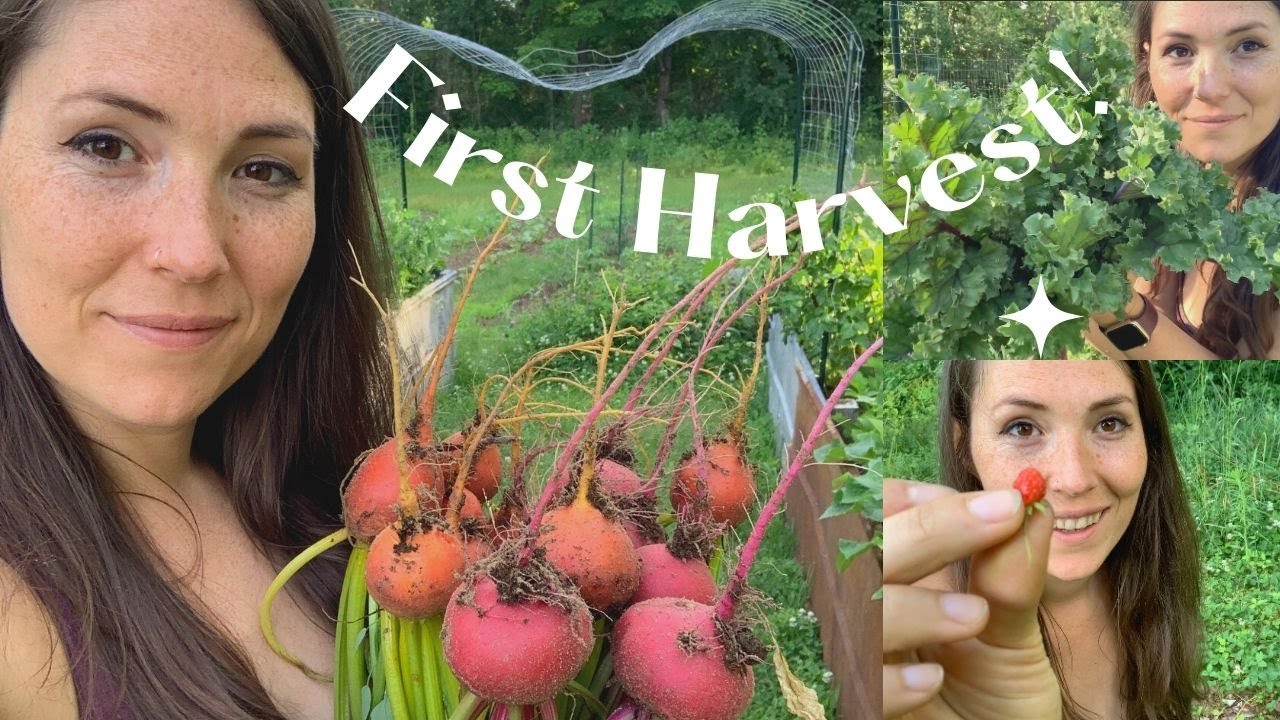 First Full Garden Harvest of the Season! || Zone 5, Maine, June 30th 2020