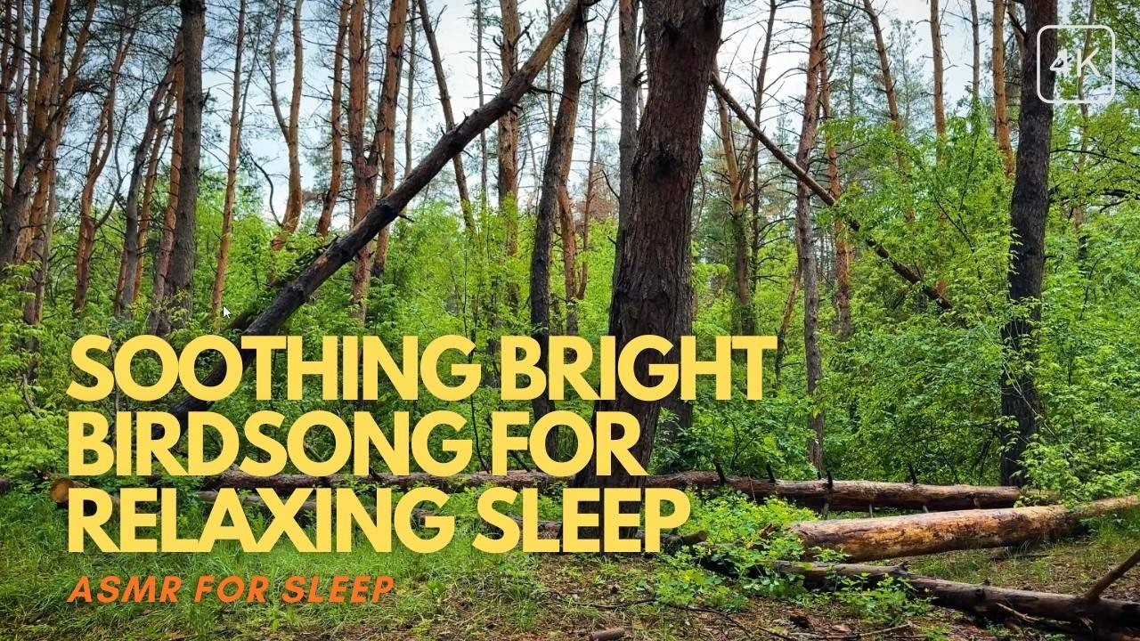 🌲✨ ASMR Forest Escape: Summer Serenity & Soothing Bright Birdsong for Relaxing Sleep!