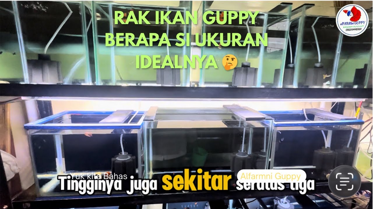 BAHAS UKURAN RAK YG IDEAL UNTUK IKAN GUPPY SAMBIL KASI MAKAN