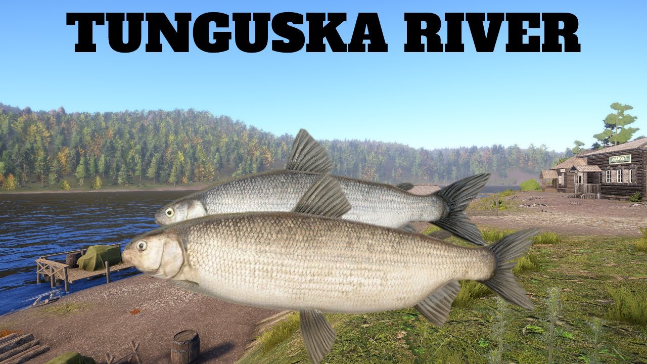 Russian Fishing 4 RF4 -TUNGUSKA RIVER- Super active spot 88 fish in 45 min Broad Whitefish and Peled