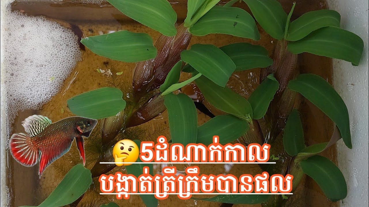 របៀបង្កាត់ត្រីក្រឹម5ដំណាក់កាល #របៀបបង្កាត់ត្រីក្រឹម #ត្រីក្រឹមព្រៃ #ត្រីក្រឹម
