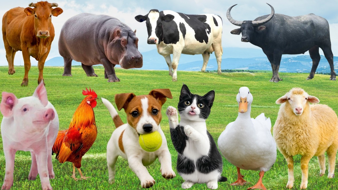 🌿 Đồng Quê Bỗng Thành “Sân Khấu Giai Điệu” – Bò, Chó, Gà & MèoThi Tài Thân Thương | Farmanimals 🐄🐓🐱🐶