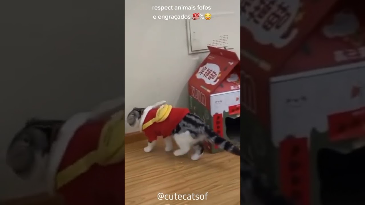 ANINMAIS BRINCALH&Otilde;ES