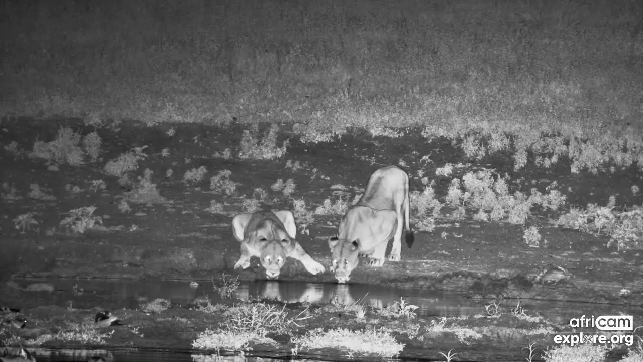 Lions: Two females walk by and drink something. Tau waterhole: Jan 13 2026,  3 AM SAST, explore.org
