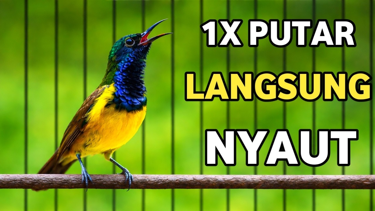 CUKUP 1X PUTAR LANGSUNG NYAUT, PANCINGAN SOGON PALING AMPUH SEPANJANG MASA, JAMINAN LANGSUNG NYAUT