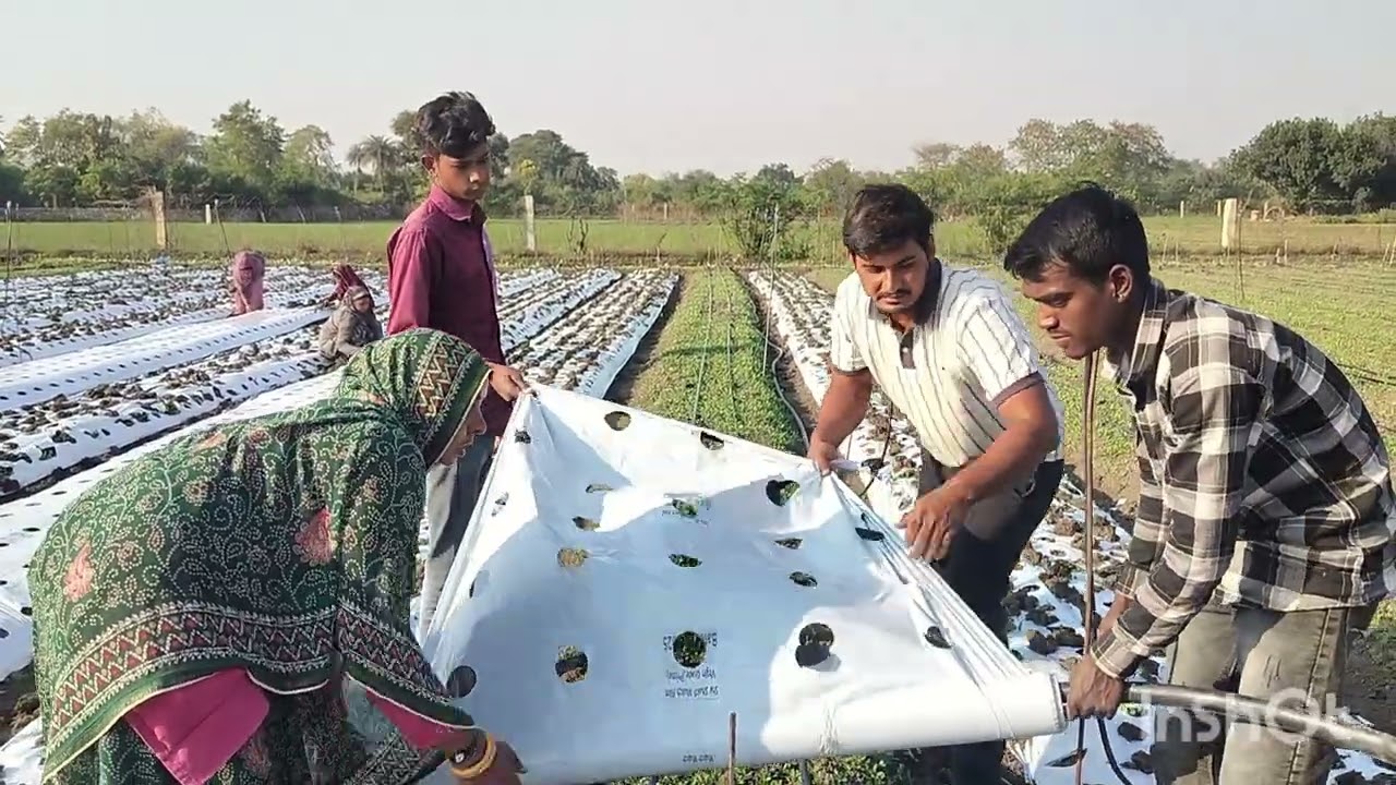 अफीम की नई तकनीक निंबाहेड़ा चित्तौड़गढ(Opium Farming)