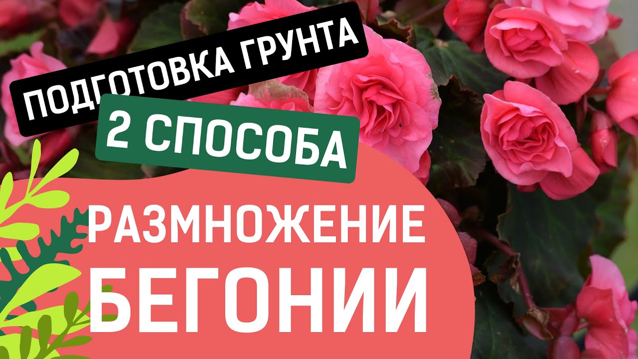 САМЫЙ ЛУЧШИЙ СПОСОБ ЧЕРЕНКОВАНИЯ КЛУБНЕВОЙ БЕГОНИИ!!!