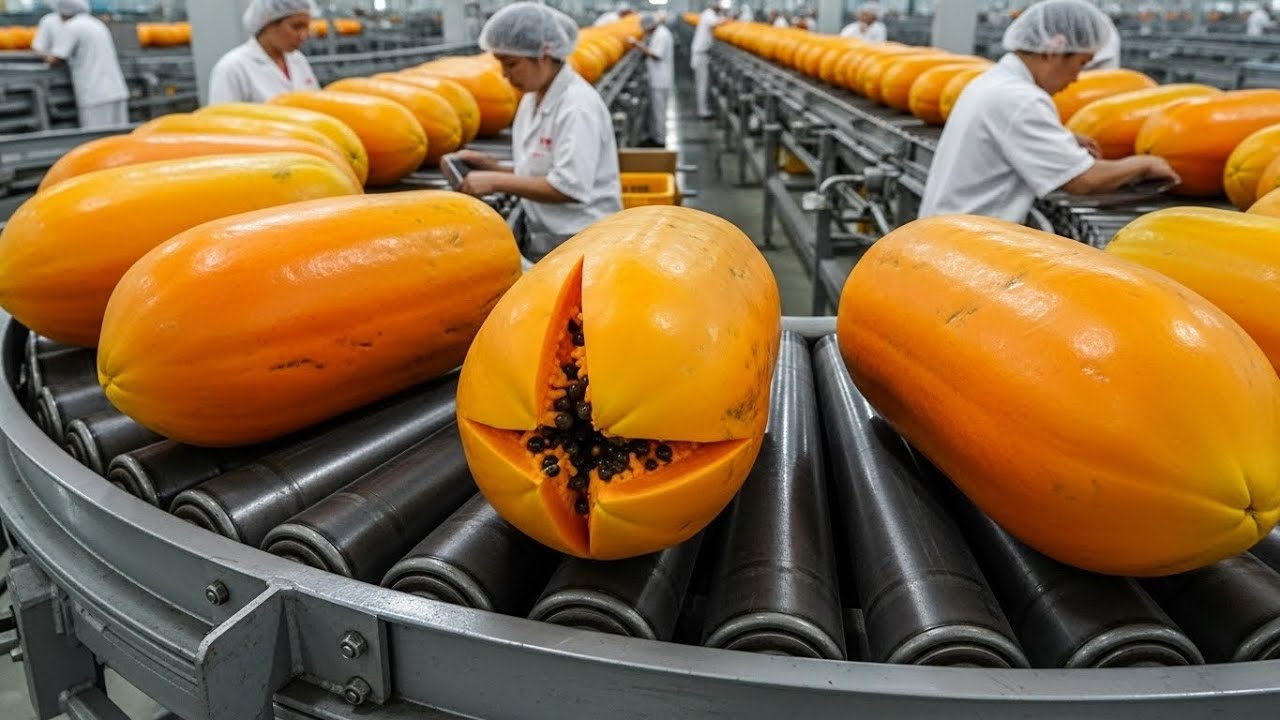 From Fresh Papaya to Perfect Products: Inside the High-Speed World of Industrial Papaya Processing