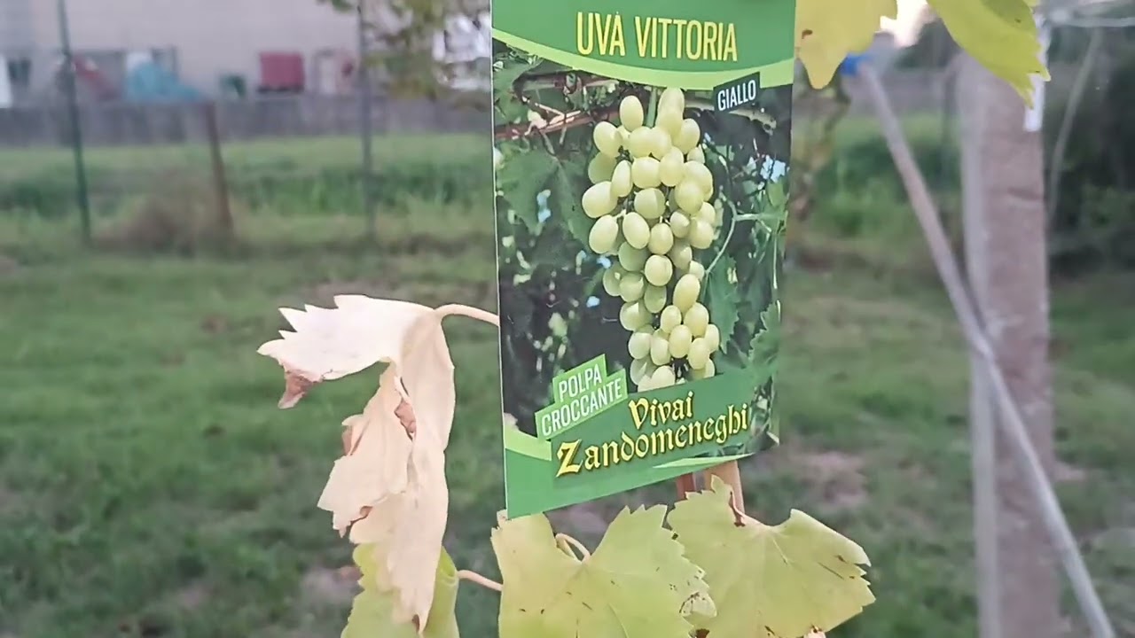 Csemegeszőlő Suli 2 rész,mikor és hogyan ültessük....🍇🍇🍇