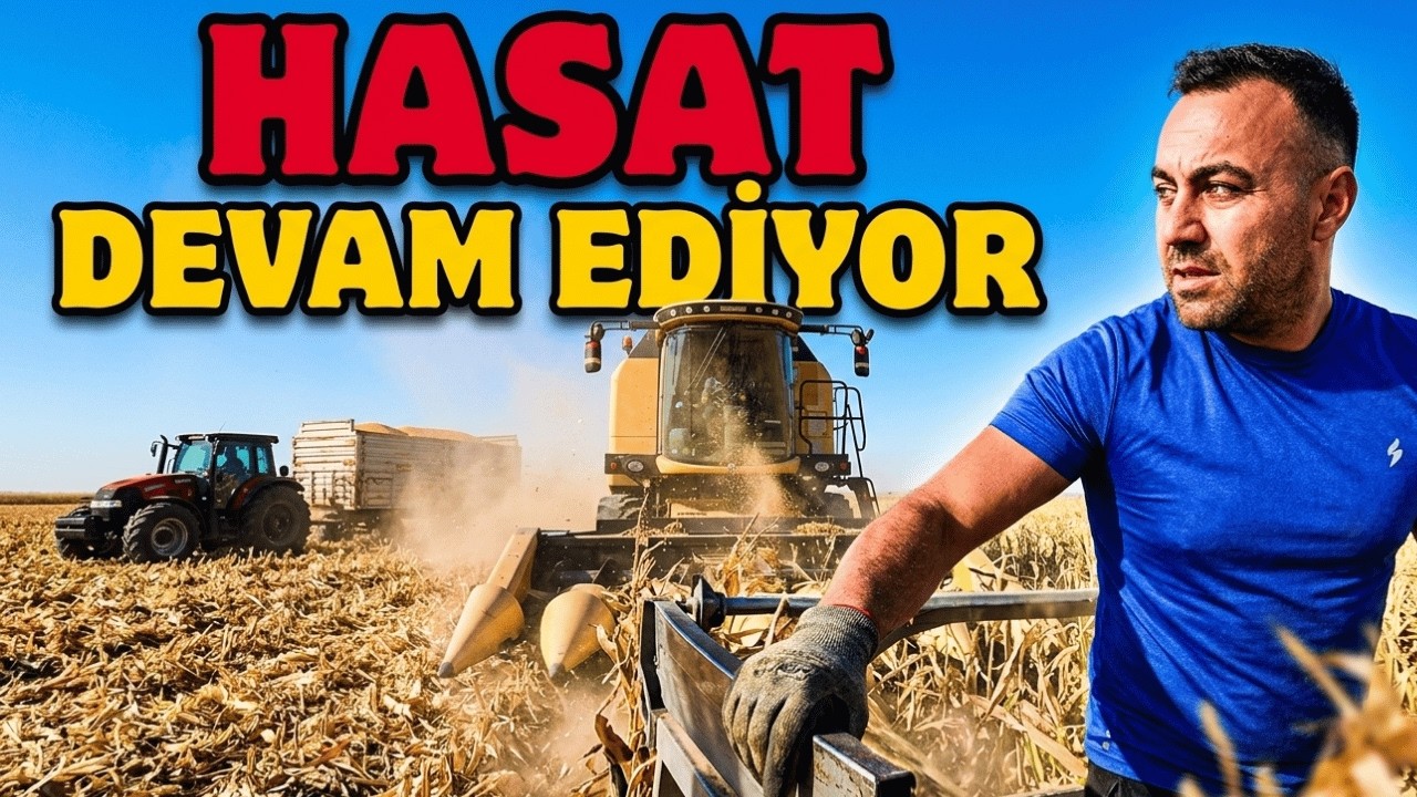 Mısır Hasadı Günlüğü #2 | Fito mu LG mi? Verim Karşılaştırması ve Domuz Zararı