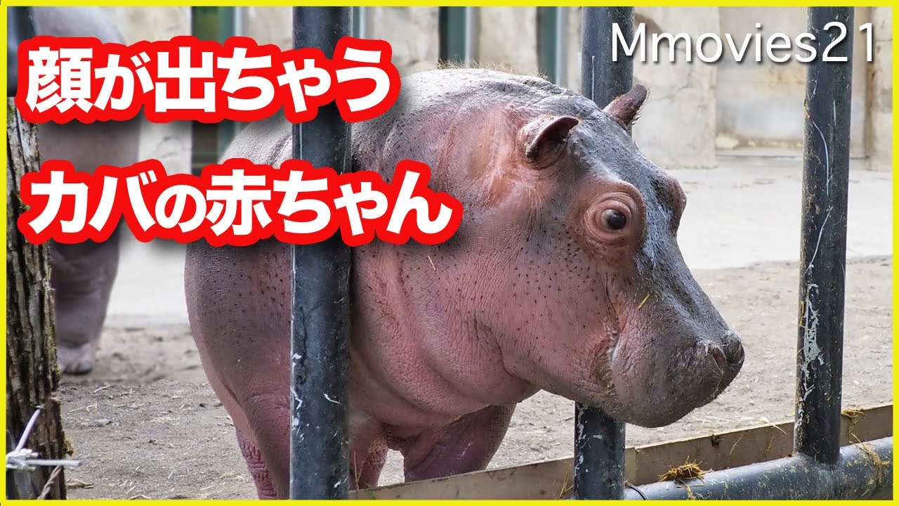 柵から顔を出すカバの赤ちゃん Baby Hippo comes out of the fence