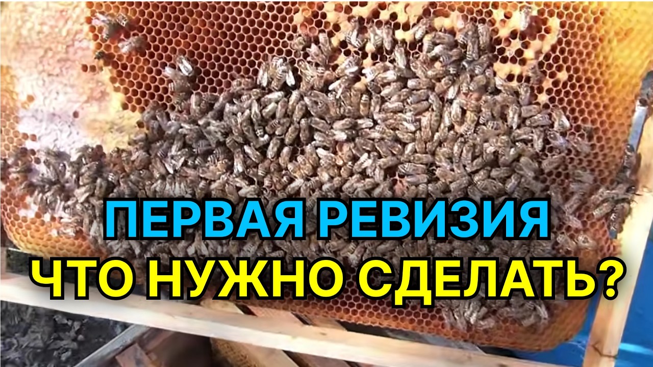 Это важно! Первая весенняя ревизия пчелосемей.