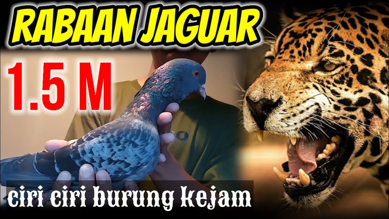 RABAAN MERPATI JAGUAR1.5M//KENWOOD//TAPAK BUDA//MERPATI LOVERS//MERPATI KOLONG MANIA//BANDAR PEGION