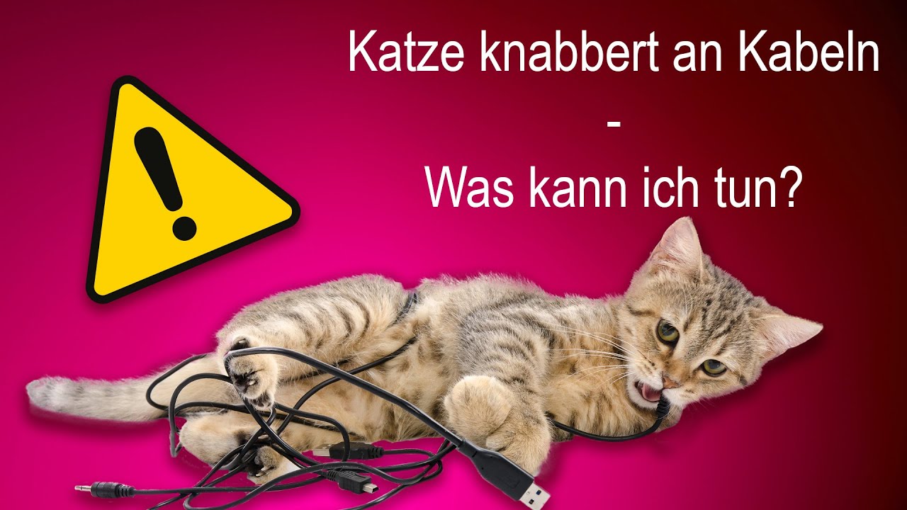 Katze knabbert alle Kabel an - große Gefahr! Tipps und Tricks!