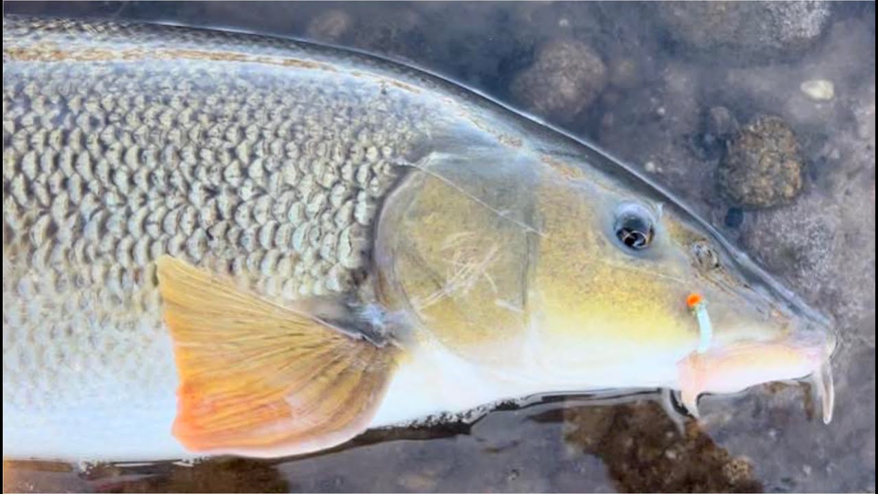 Pêcher le barbeau à la mouche [ E9 ] – Test des nouveaux Caddis UV ✅✅✅