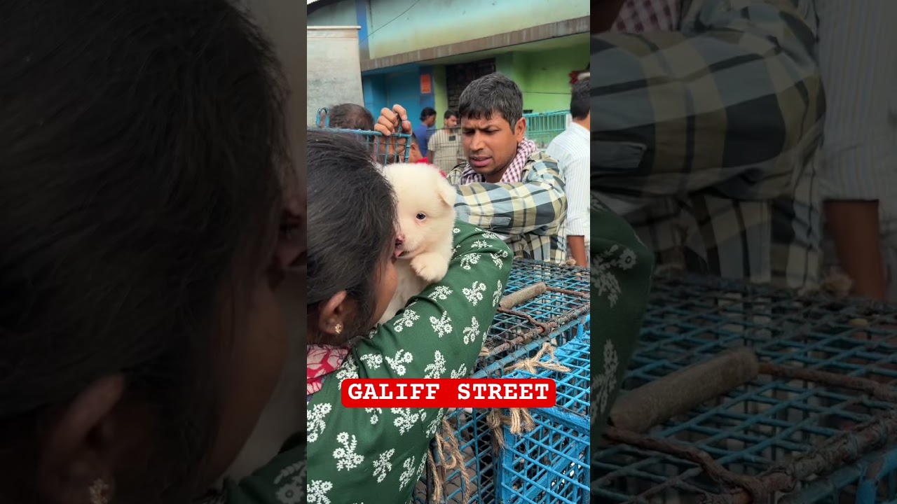 Galiff Street Pet Market। Dog Market #shorts #Dog #petmarket #galiffstreet