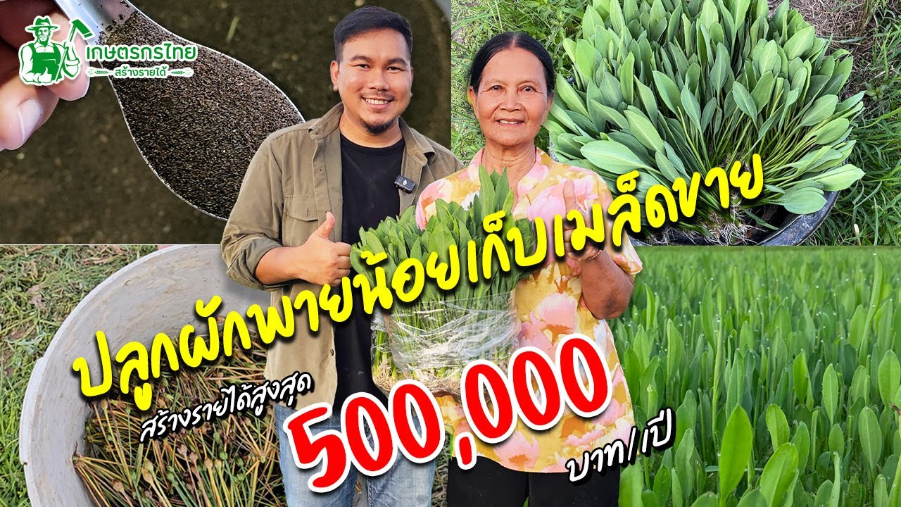 พาชมเทคนิค ปลูกผักพายน้อยเก็บเมล็ด สร้างรายได้ครึ่งล้านต่อปี #ผักพาย #ผักพายน้อย #เล็กครับ