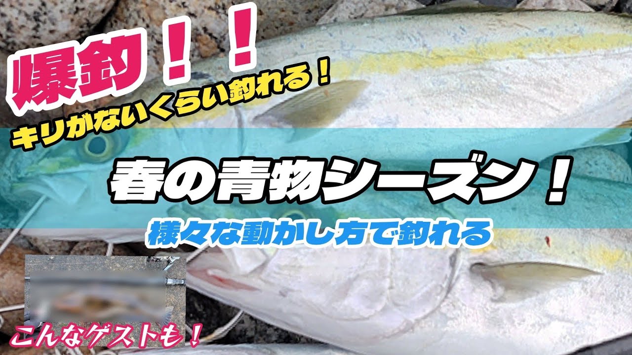 春の青物【ショアジギング】爆釣！シャローに集まる魚で筋トレの中、素敵なゲスト！