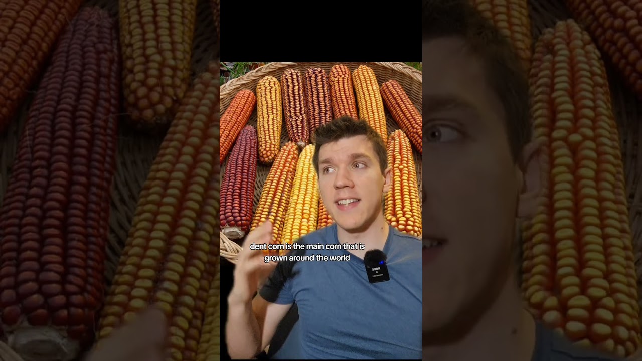 Did you know there's different types of corn? #homestead