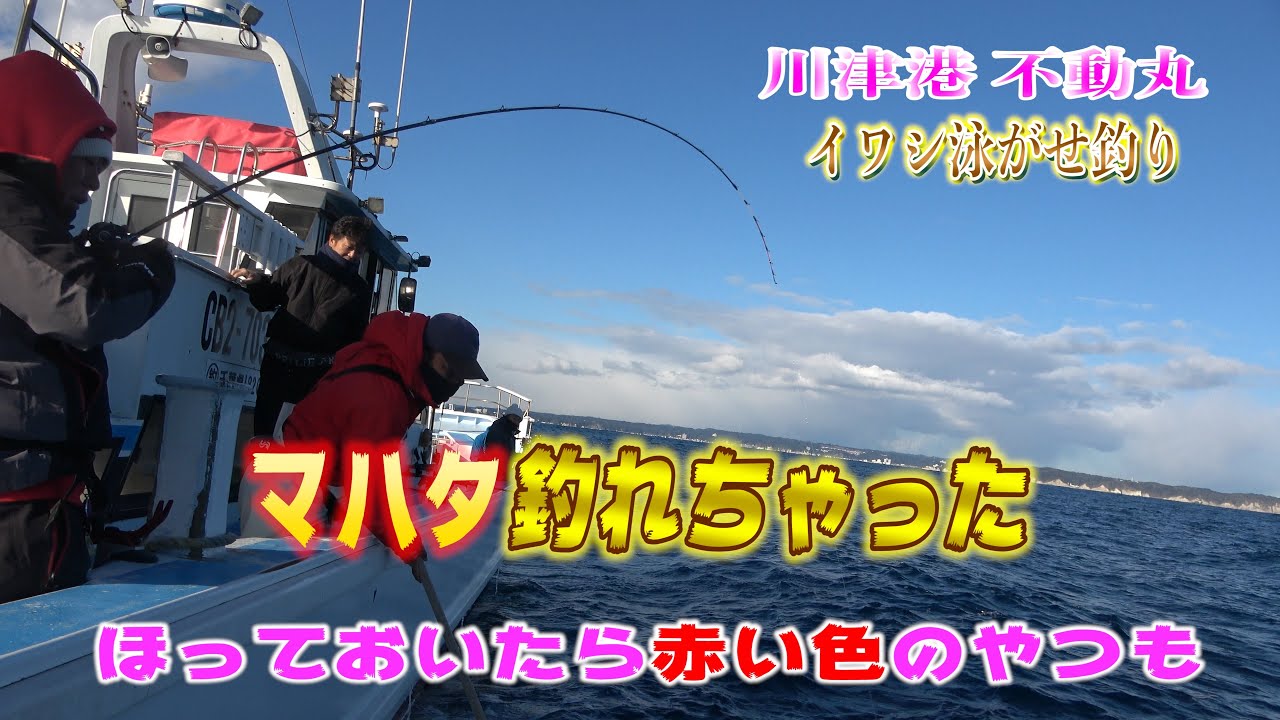川津港 不動丸 イワシ 泳がせ マハタ 釣り へGO！！