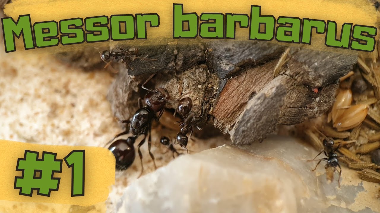 #1 Messor barbarus - Les oubliées de mon élevage.