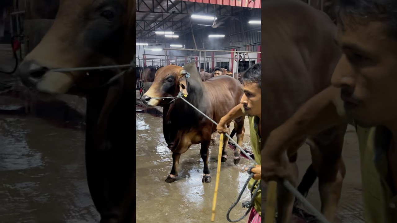 Massive Shahiwal cow display qurbani 2025