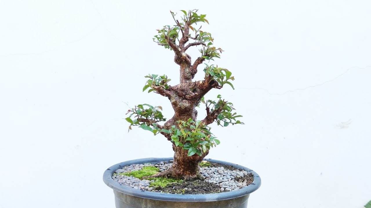 VLOG # 23: CLEANING AND TRIMMING OF MY BIGNAY BONSAI TREE (ANTIDESMA BUNIUS)