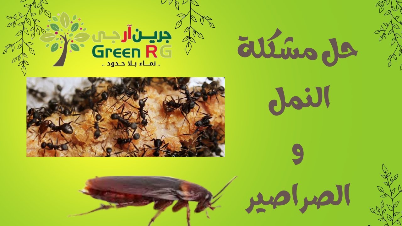 وداعا للصراصير و النمل | حل مشكلة الصراصير و النمل فى المنزل | الخلطة السرية لعجينة الصراصير
