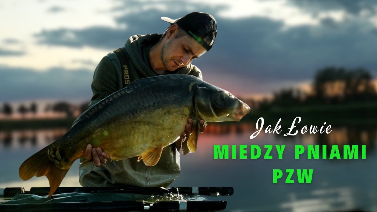 Karpie z Zaporówki PZW - Jak Łowię Między Pniami