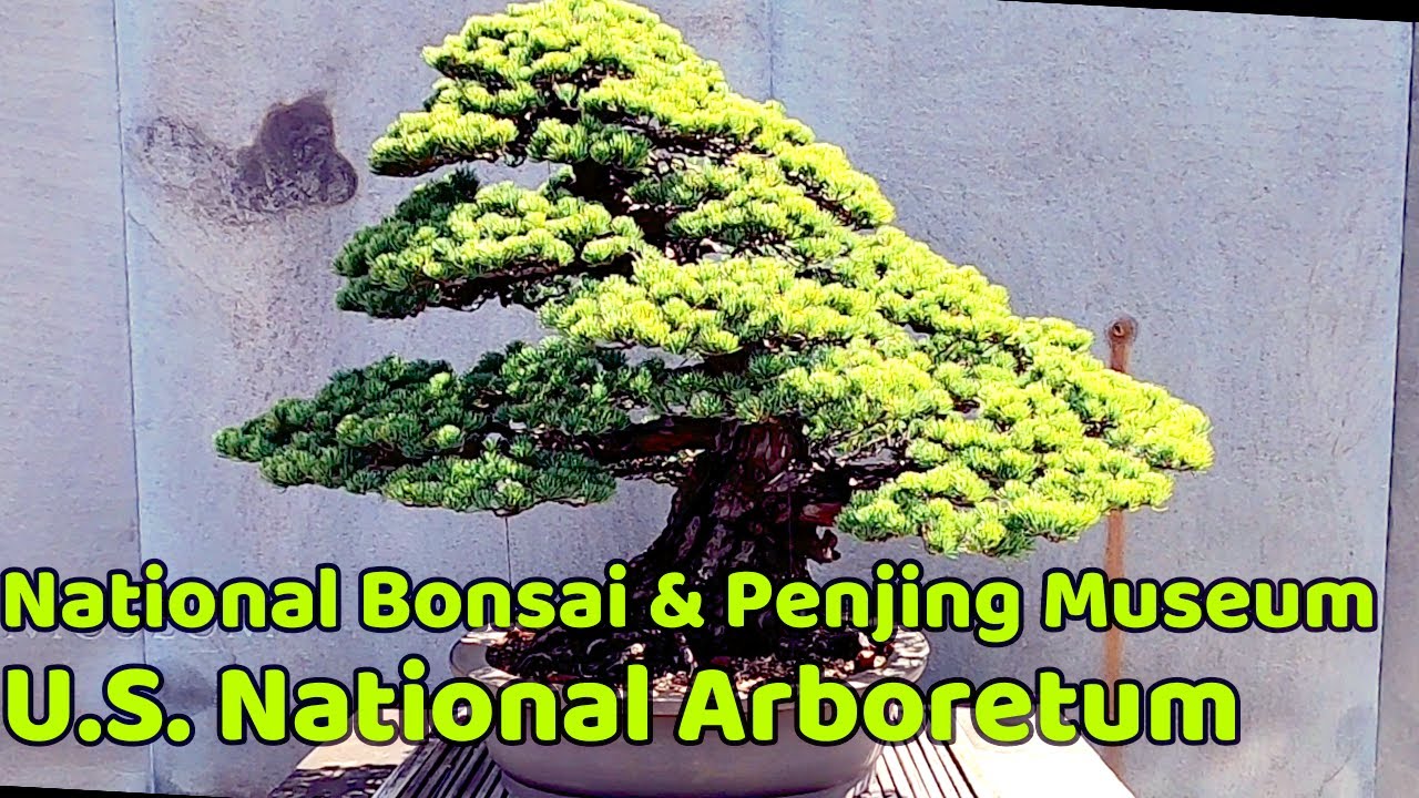 🌳🌸National Bonsai & Penjing Museum - U.S. National Arboretum