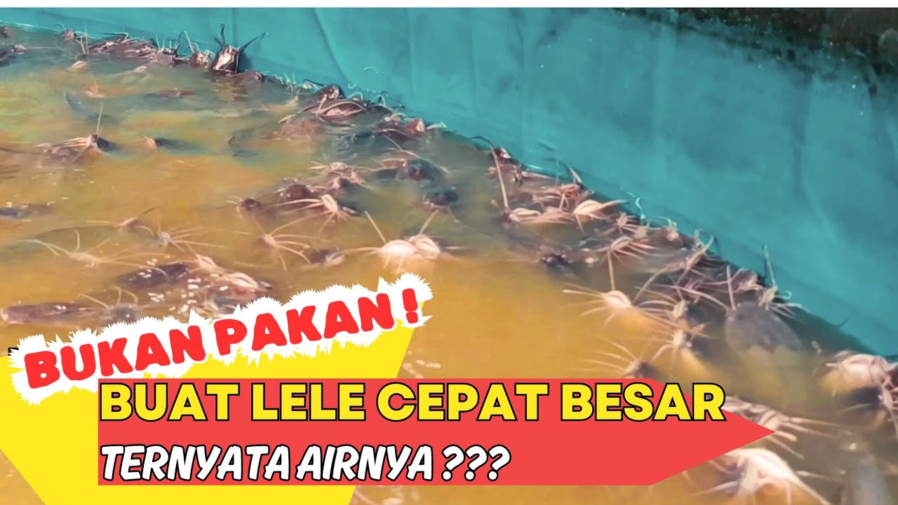 TIPS RAHASIA AGAR LELE CEPAT BESAR DI DAERAH CURAH HUJAN TINGGI