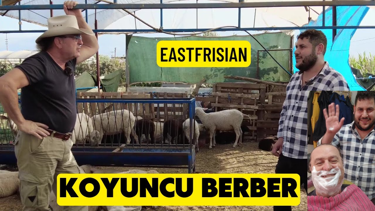 BERBERİN DOĞU FRİZ AŞKI (Hem Berberlik Hem Koyunculuk Ailecek)